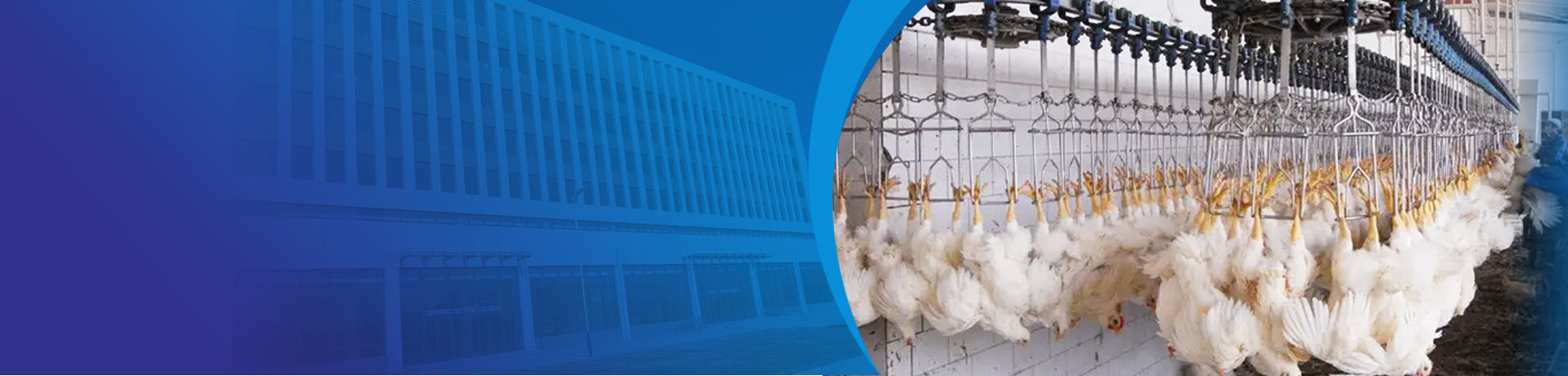 chicken-slaughter-1banner