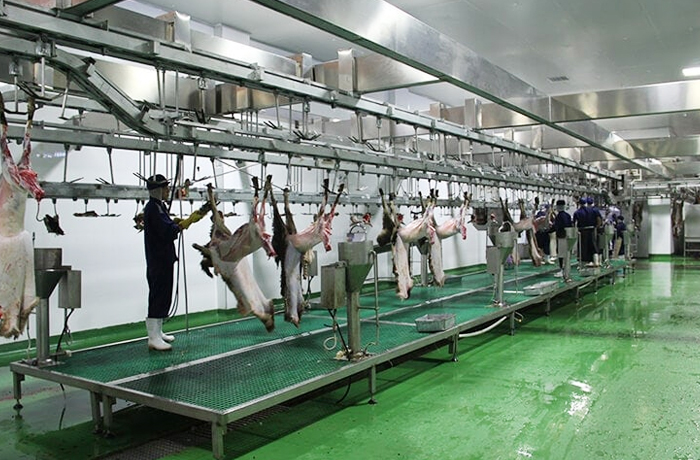 Sheep slaughter line