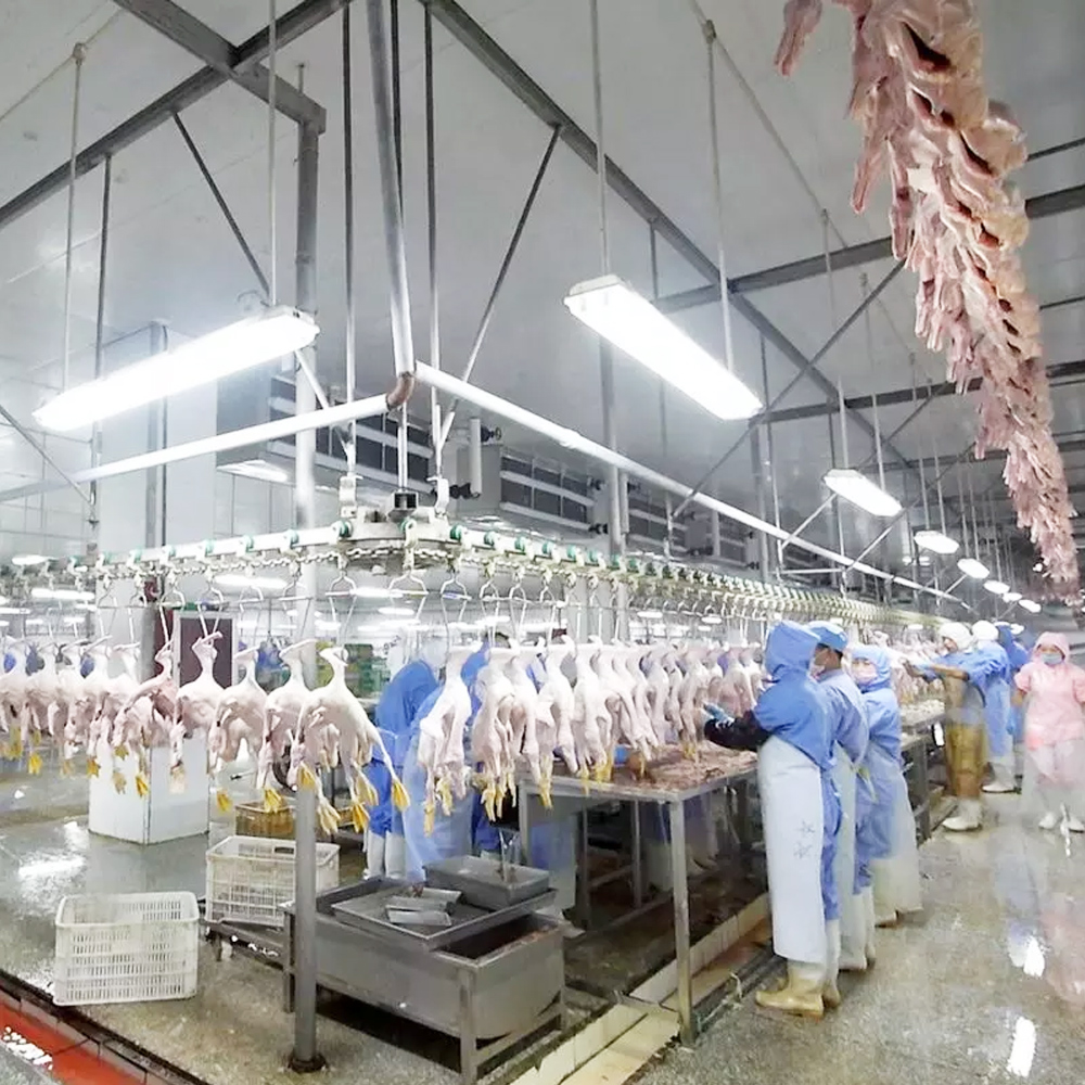 Medium and large-sized chicken slaughtering line