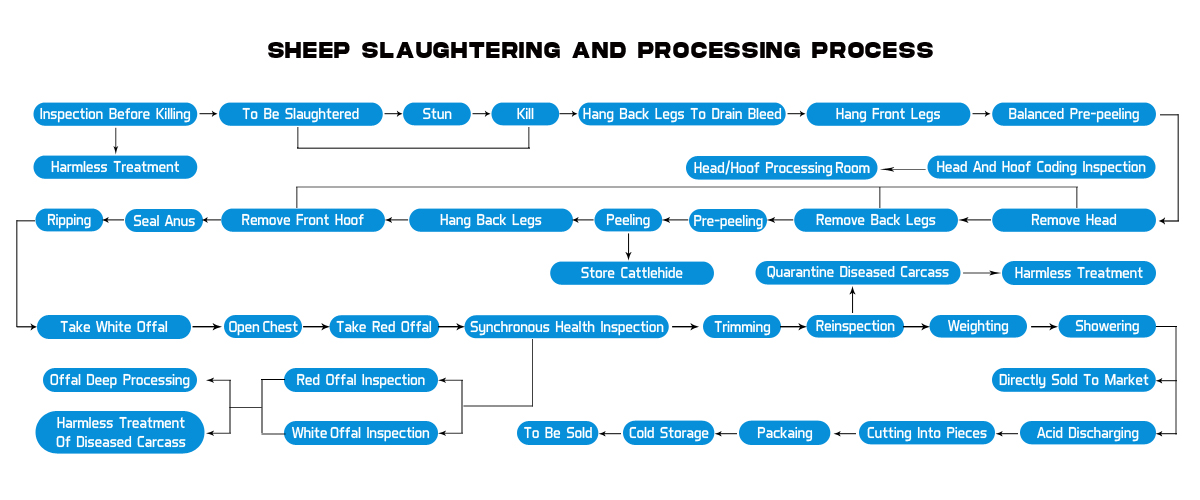 SHEEP SLAUGHTERING AND PROCESSING PROCESS