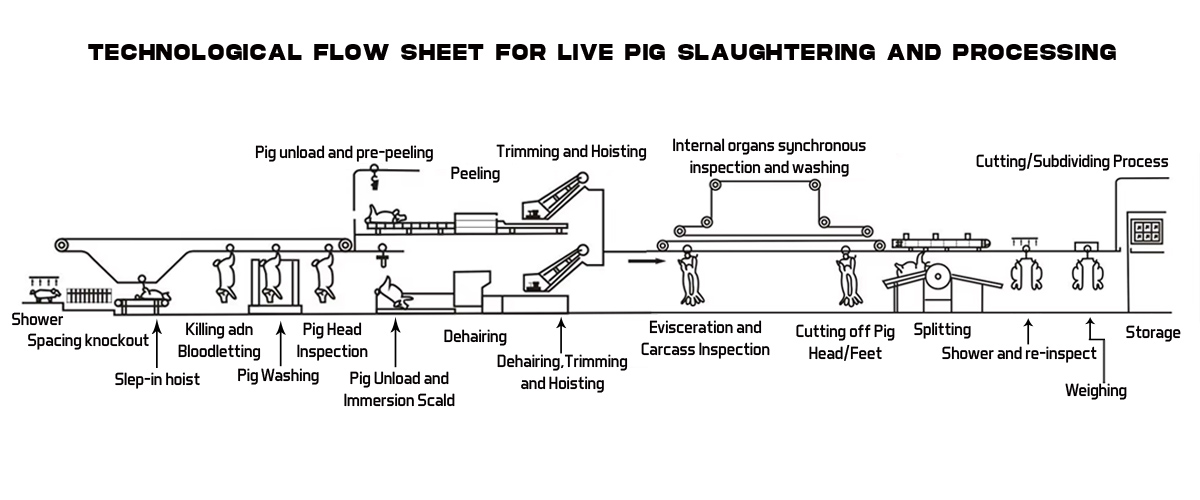 TECHNOLOGICAL FLOW SHEET FOR LIVE PIG SLAUGHTERING AND PROCESSING