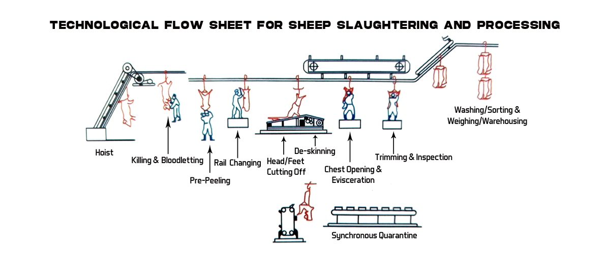 TECHNOLOGICAL FLOW SHEET FOR SHEEP SLAUGHTERING AND PROCESSING