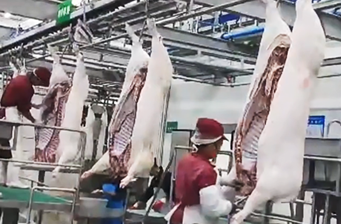 Pig slaughtering line