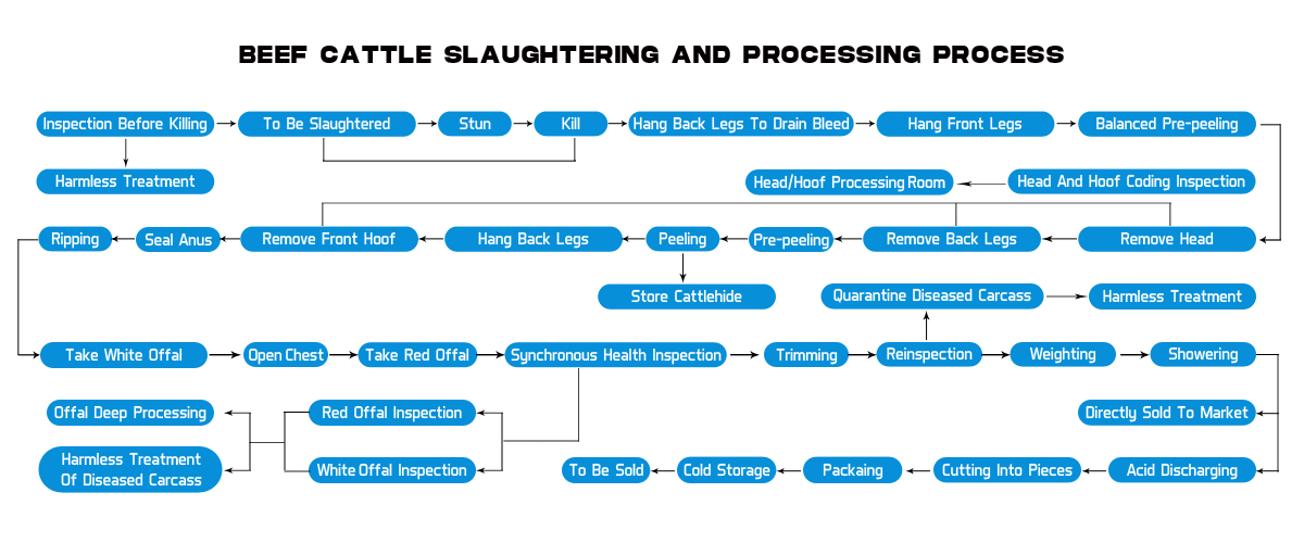 BEEF CATTLE SLAUGHTERING AND PROCESSING PROCESS